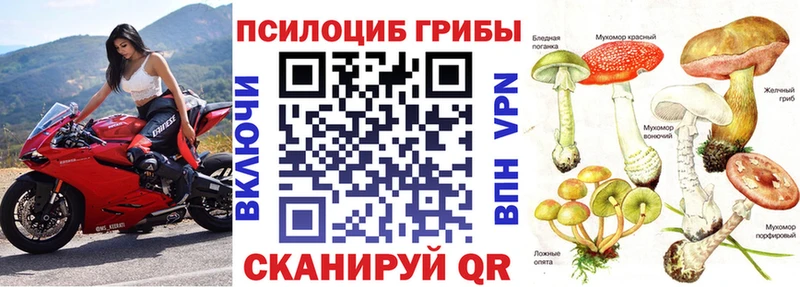 Псилоцибиновые грибы Cubensis  где купить наркотик  Котельниково 